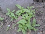 La plante mystère