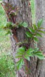 IMG_0276.jpg