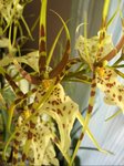 Brassia fleurs.jpg