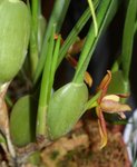 Maxillaria tenuifolia.jpg