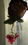 Mini phal montée1.jpg