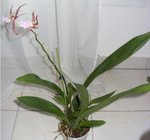 Odontbrassia.jpg