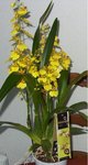 Oncidium.jpg