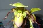 Paphipedilum.jpg