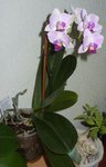 Phal 1.jpg