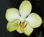 Phal 3.jpg