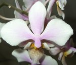 Phal 5.jpg