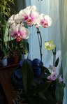 Phal Ensemble.jpg