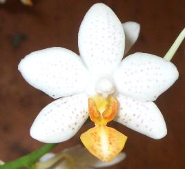 Phal mini Mark.jpg