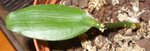 Vanilla planifolia.jpg