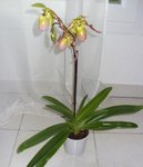 Paphipedilum1.jpg