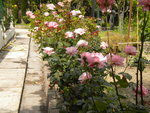 DSCN1009.JPG