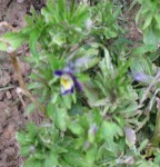 IMG_0265.jpg