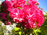 DSCN1044.JPG