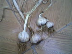 Photos-0002.jpg