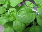 Pétunias