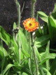 IMG_0846.JPG