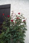 et de ce rosier