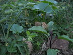 Photo jardin 008.jpg