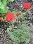IMG_0831.JPG