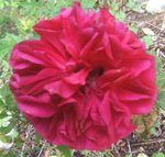 la rose est presque pourpre et sa tige tres epineuse elle sent un peu