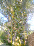 laurus nobilis-1.JPG