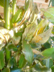 laurus nobilis-2.JPG