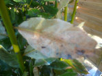 laurus nobilis-3.JPG
