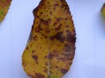feuille 01.JPG