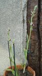 DSC00903 bis.jpg