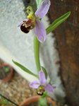 DSC00905 bis.jpg