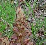 031_72x_parasitic_detail.jpg