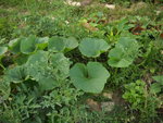 Photo jardin 007.jpg
