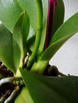 DSC04331.JPG