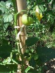 jardin 003.jpg