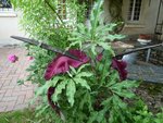 droles de fleurs comp.jpg