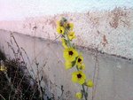 Est-ce bien un Verbascum ?