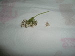 CIMG0839.JPG