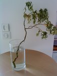 DSC00113.JPG