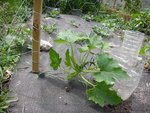 courgette.jpg