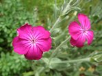 Lychnis 2.jpg