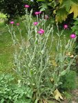 Lychnis.jpg