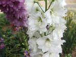 Mes delphiniums