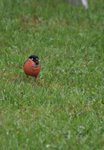 oiseau inconnu.jpg