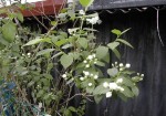 DSCN8213.JPG