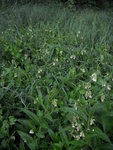 Forêt de consoude.jpg