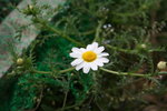 Marguerite (dont le nom latin m'échappe...)