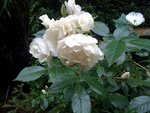 photo 2.jpg