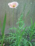 DSC01333.JPG