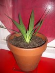 la bouture que je vien de planter